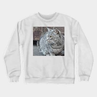 Feral grey cat Crewneck Sweatshirt